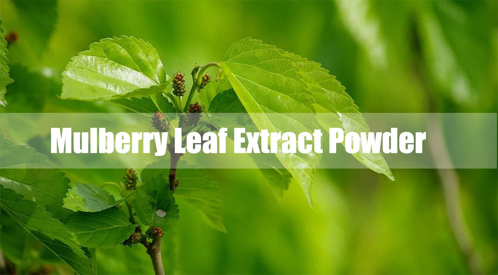 Mulberry Leaf Extract Powder.png